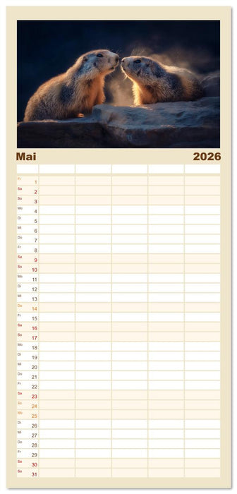 Alpenplüsch - Mit Murmeltieren durchs Jahr (CALVENDO Familienplaner 2026)