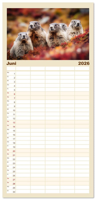 Alpenplüsch - Mit Murmeltieren durchs Jahr (CALVENDO Familienplaner 2026)