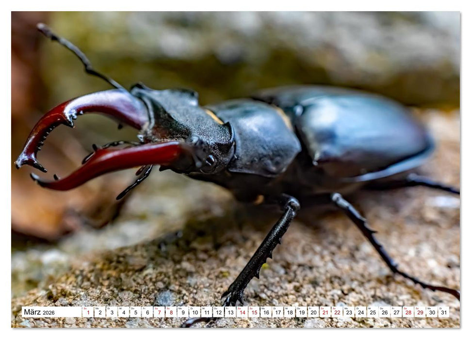 Harzwanderung-Durch das Ilsetal zu den Ilsefällen (CALVENDO Wandkalender 2026)