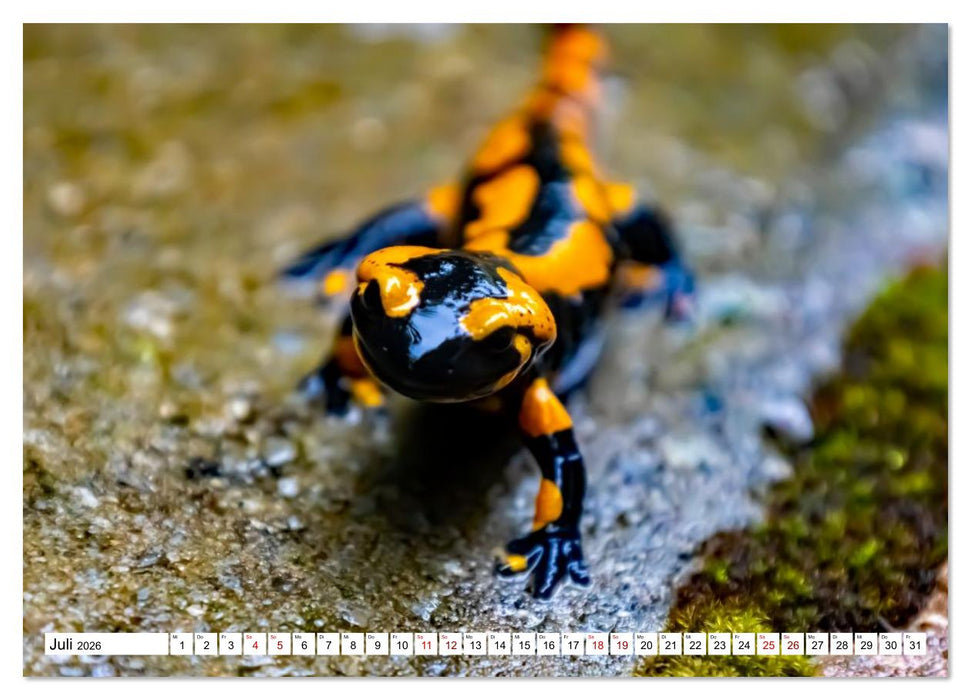 Harzwanderung-Durch das Ilsetal zu den Ilsefällen (CALVENDO Premium Wandkalender 2026)