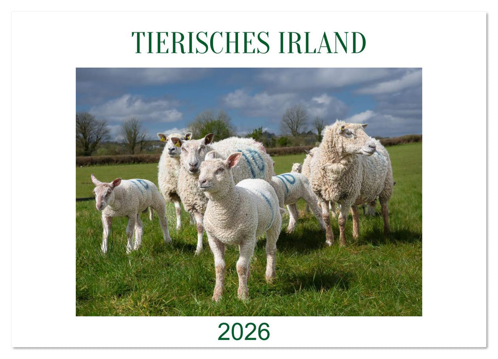 Irland erleben – Wo Schafe, Pferde und Kühe das Landschaftsbild prägen (CALVENDO Wandkalender 2026)