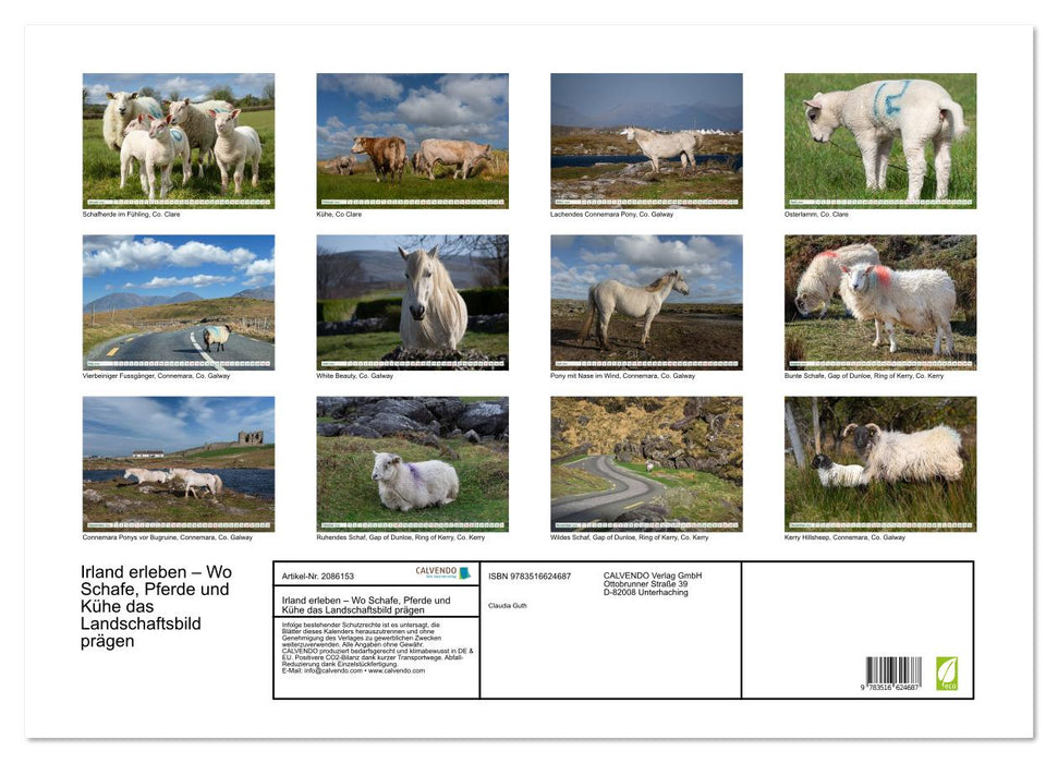 Irland erleben – Wo Schafe, Pferde und Kühe das Landschaftsbild prägen (CALVENDO Wandkalender 2026)