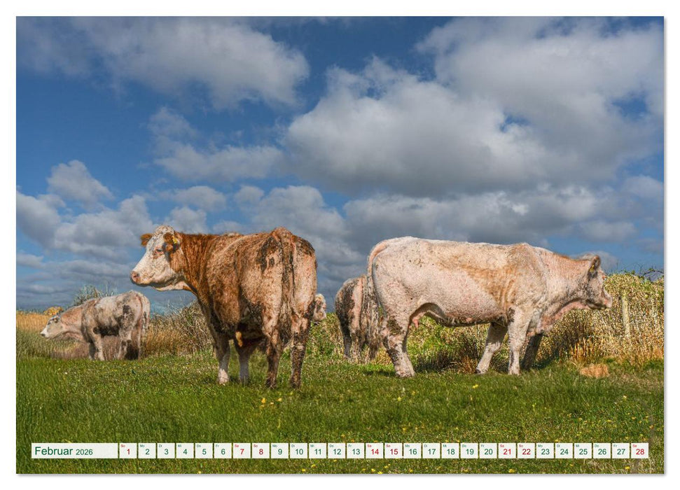 Irland erleben – Wo Schafe, Pferde und Kühe das Landschaftsbild prägen (CALVENDO Wandkalender 2026)