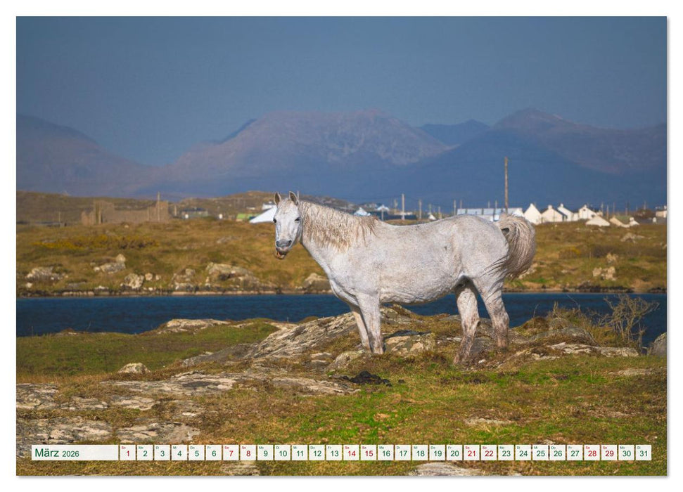 Irland erleben – Wo Schafe, Pferde und Kühe das Landschaftsbild prägen (CALVENDO Wandkalender 2026)
