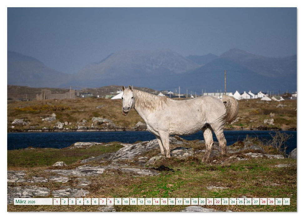 Irland erleben – Wo Schafe, Pferde und Kühe das Landschaftsbild prägen (CALVENDO Wandkalender 2026)