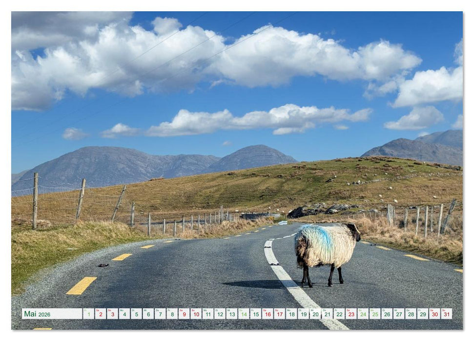 Irland erleben – Wo Schafe, Pferde und Kühe das Landschaftsbild prägen (CALVENDO Wandkalender 2026)