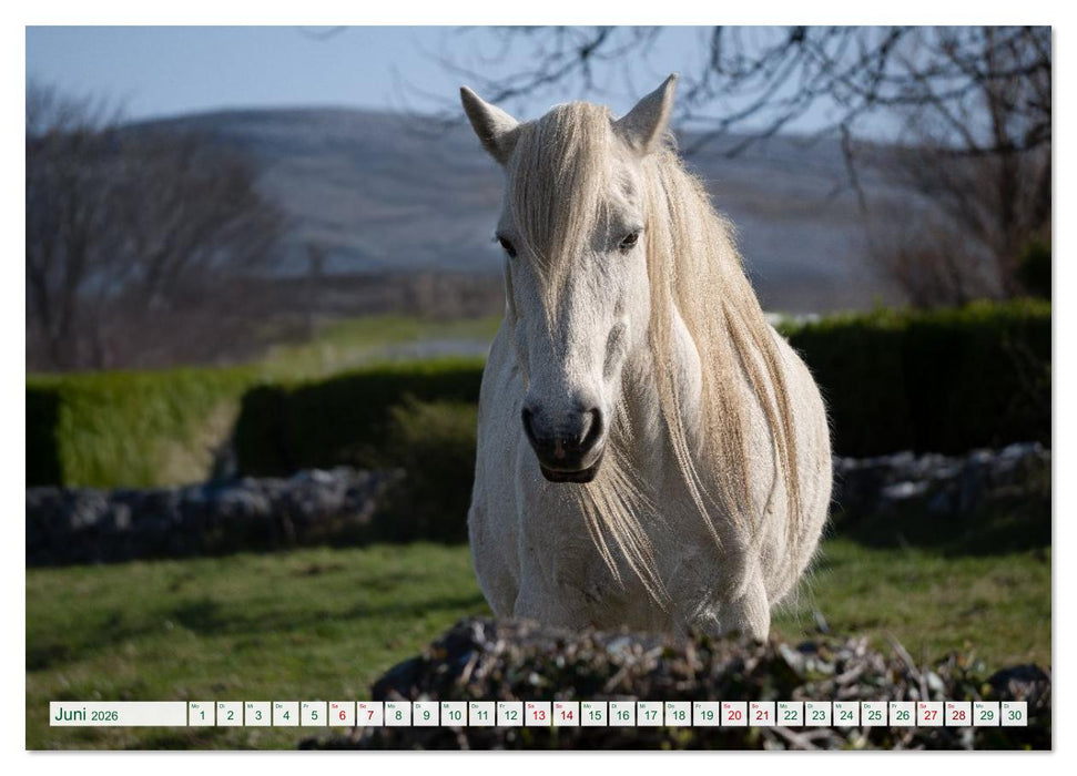 Irland erleben – Wo Schafe, Pferde und Kühe das Landschaftsbild prägen (CALVENDO Wandkalender 2026)