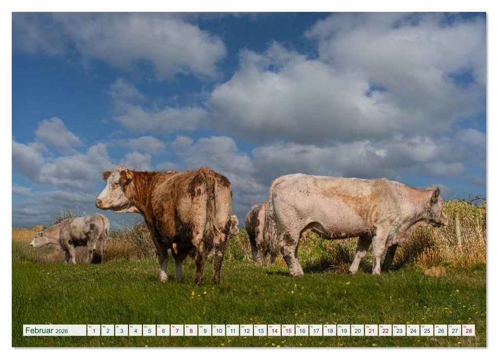 Irland erleben – Wo Schafe, Pferde und Kühe das Landschaftsbild prägen (CALVENDO Premium Wandkalender 2026)