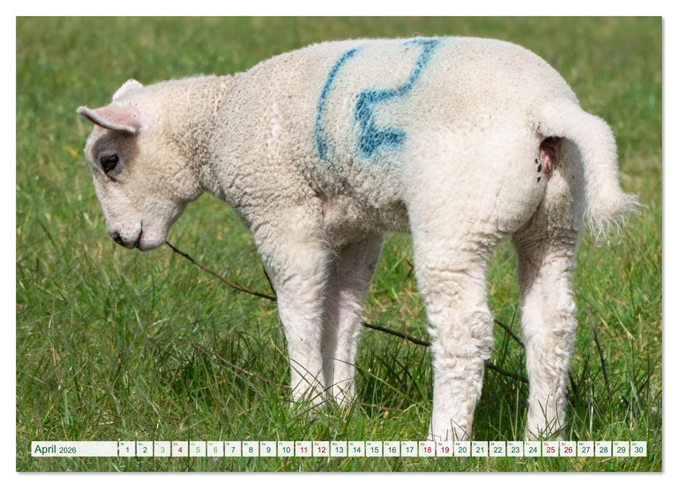 Irland erleben – Wo Schafe, Pferde und Kühe das Landschaftsbild prägen (CALVENDO Premium Wandkalender 2026)