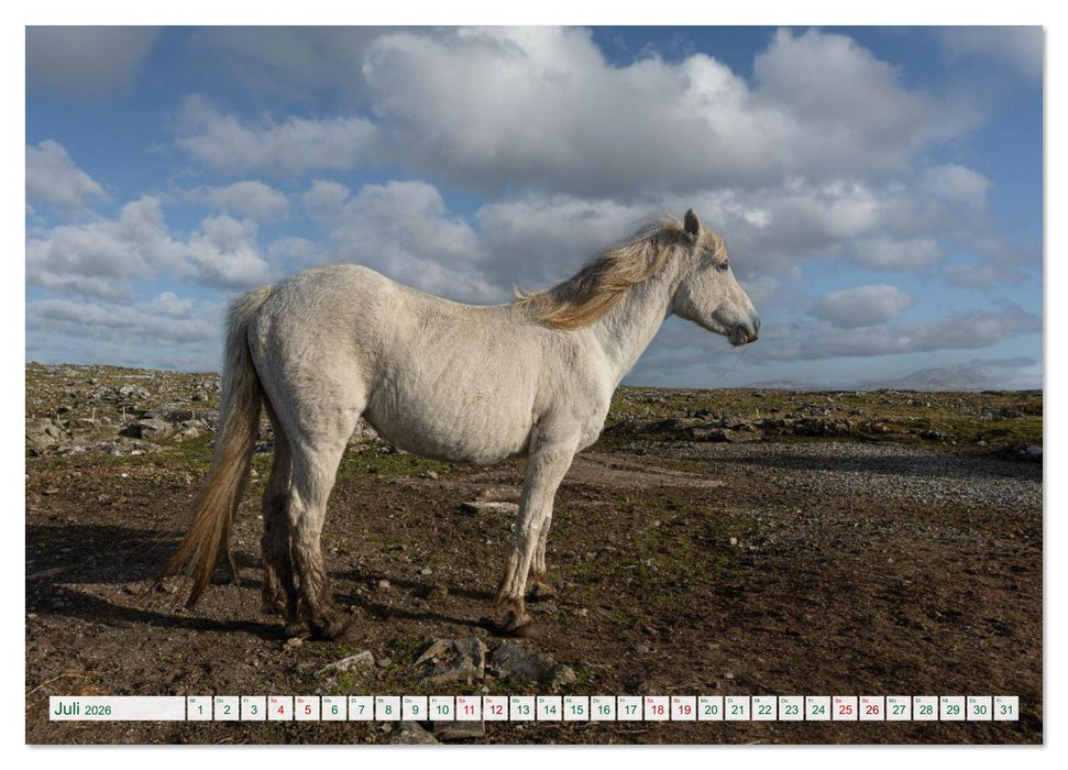 Irland erleben – Wo Schafe, Pferde und Kühe das Landschaftsbild prägen (CALVENDO Premium Wandkalender 2026)