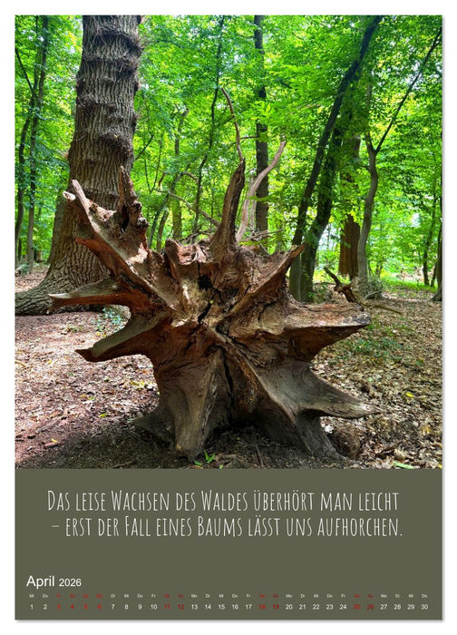 Waldbaden – Wo die Stille Wurzeln schlägt (CALVENDO Premium Wandkalender 2026)