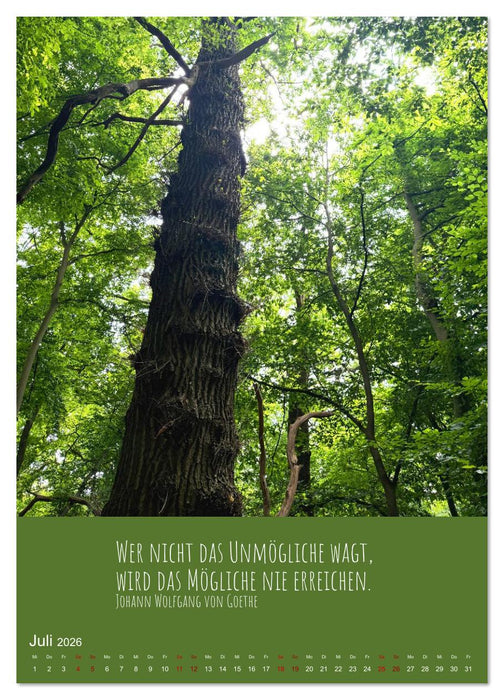 Waldbaden – Wo die Stille Wurzeln schlägt (CALVENDO Premium Wandkalender 2026)
