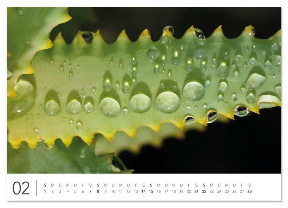 Südafrika Garden Route (CALVENDO Wandkalender 2026)