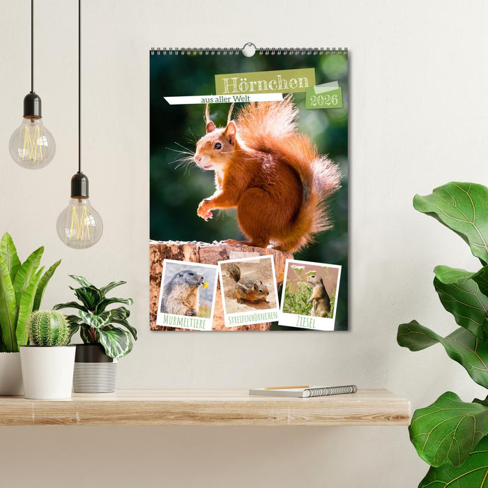 Hörnchen aus aller Welt (CALVENDO Wandkalender 2026)