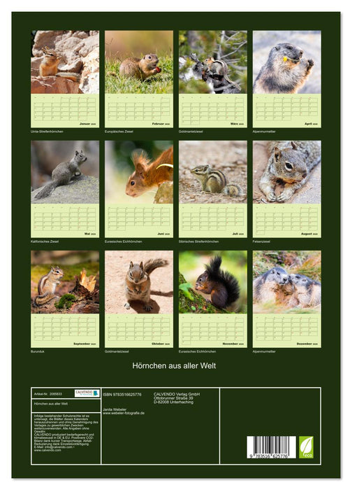 Hörnchen aus aller Welt (CALVENDO Wandkalender 2026)
