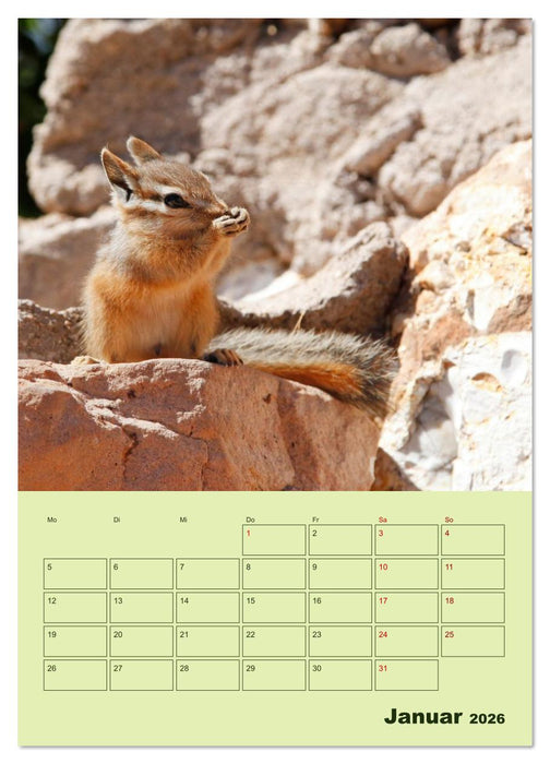 Hörnchen aus aller Welt (CALVENDO Wandkalender 2026)