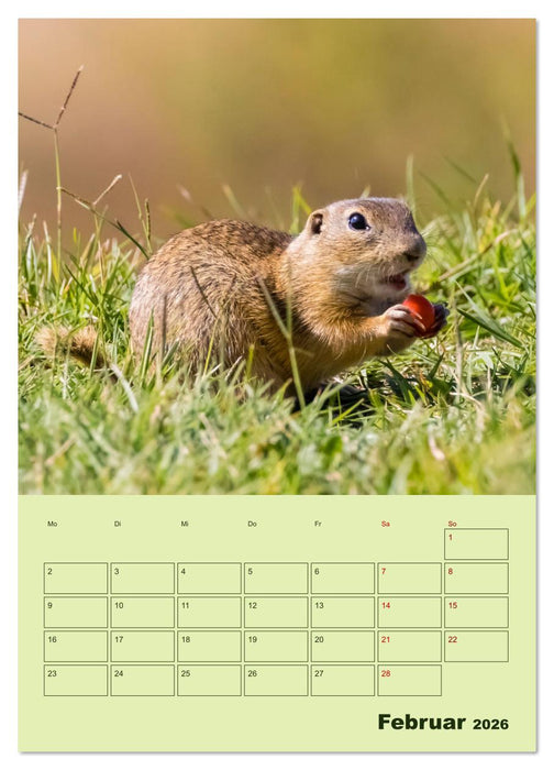 Hörnchen aus aller Welt (CALVENDO Wandkalender 2026)