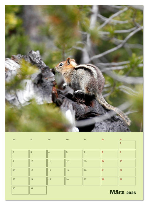Hörnchen aus aller Welt (CALVENDO Wandkalender 2026)