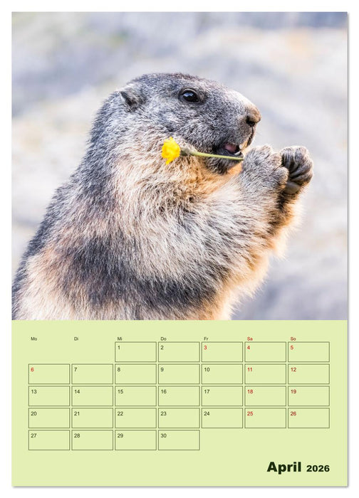 Hörnchen aus aller Welt (CALVENDO Wandkalender 2026)