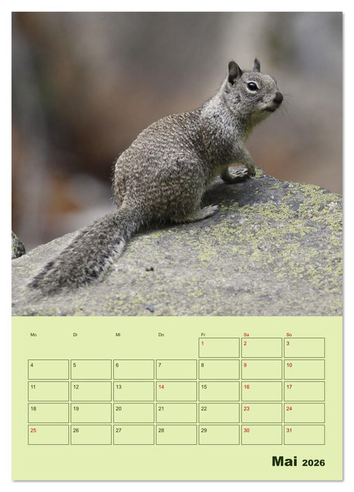 Hörnchen aus aller Welt (CALVENDO Wandkalender 2026)