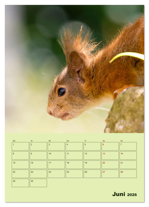 Hörnchen aus aller Welt (CALVENDO Wandkalender 2026)