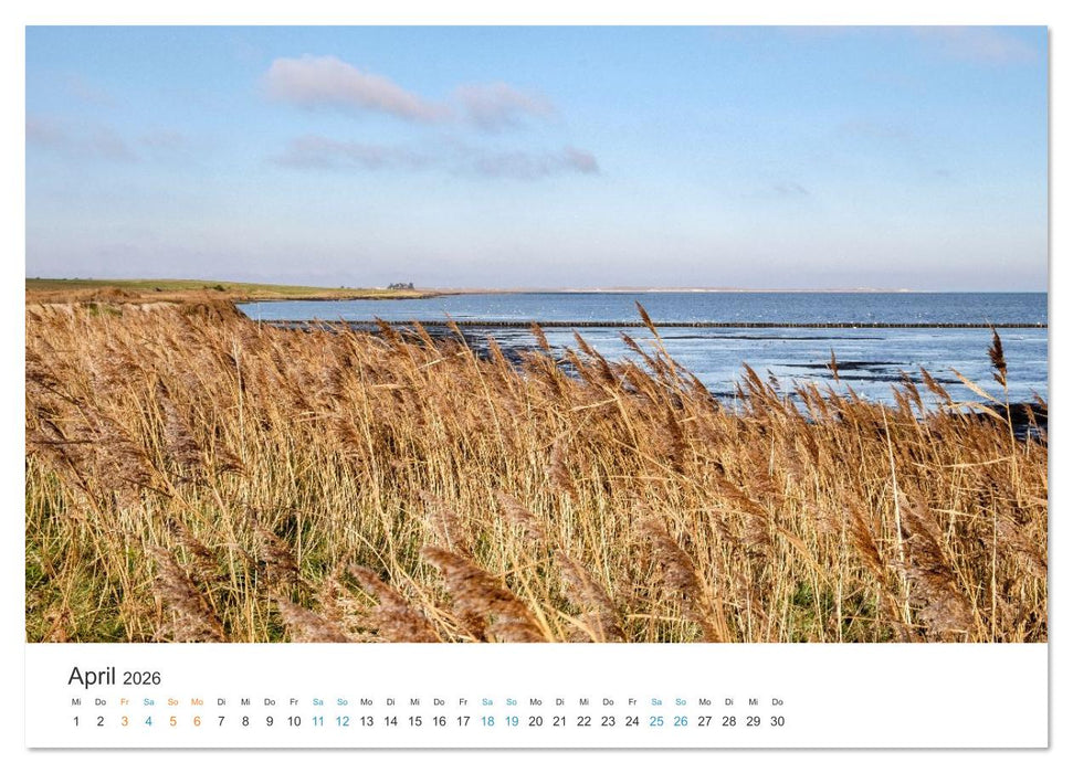 Amrum: Natur und Freiheit (CALVENDO Wandkalender 2026)
