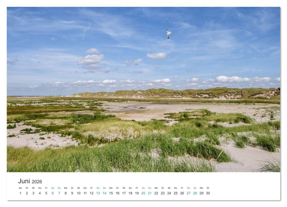 Amrum: Natur und Freiheit (CALVENDO Premium Wandkalender 2026)