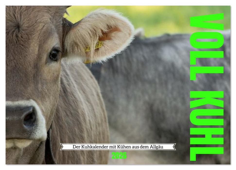 Voll kuhl - der Kuhkalender mit Kühen aus dem Allgäu (CALVENDO Wandkalender 2026)