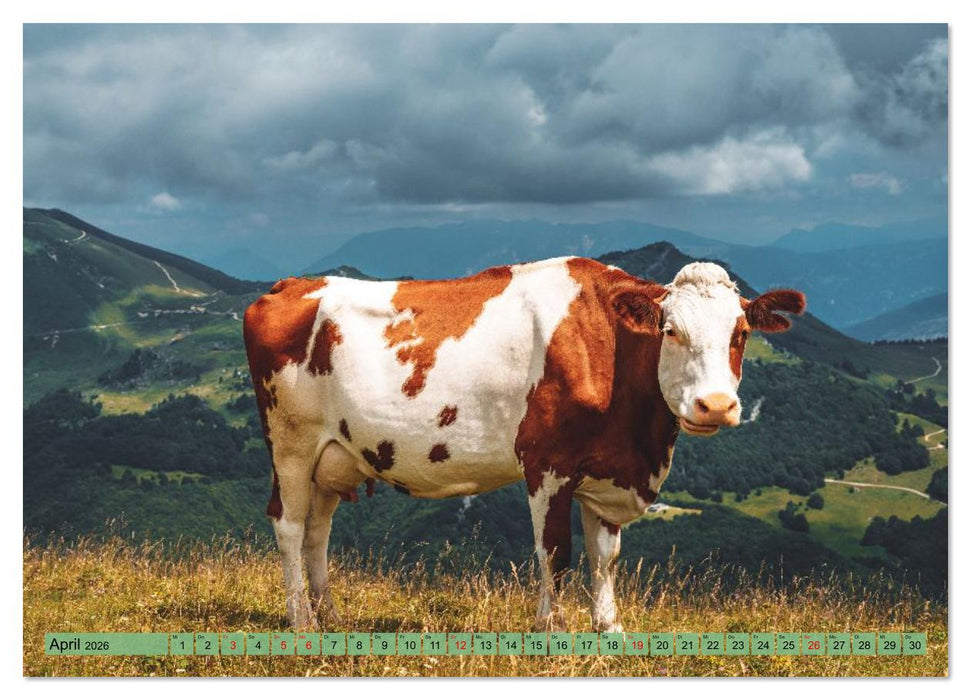 Voll kuhl - der Kuhkalender mit Kühen aus dem Allgäu (CALVENDO Wandkalender 2026)