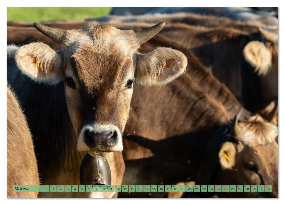 Voll kuhl - der Kuhkalender mit Kühen aus dem Allgäu (CALVENDO Wandkalender 2026)
