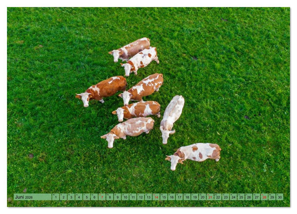 Voll kuhl - der Kuhkalender mit Kühen aus dem Allgäu (CALVENDO Wandkalender 2026)