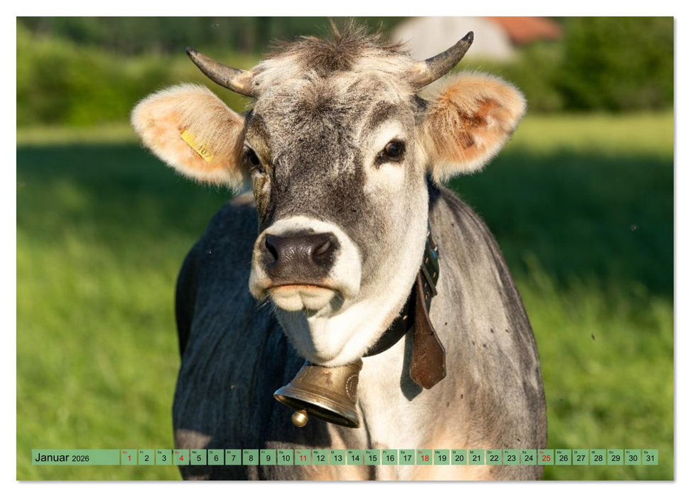 Voll kuhl - der Kuhkalender mit Kühen aus dem Allgäu (CALVENDO Premium Wandkalender 2026)