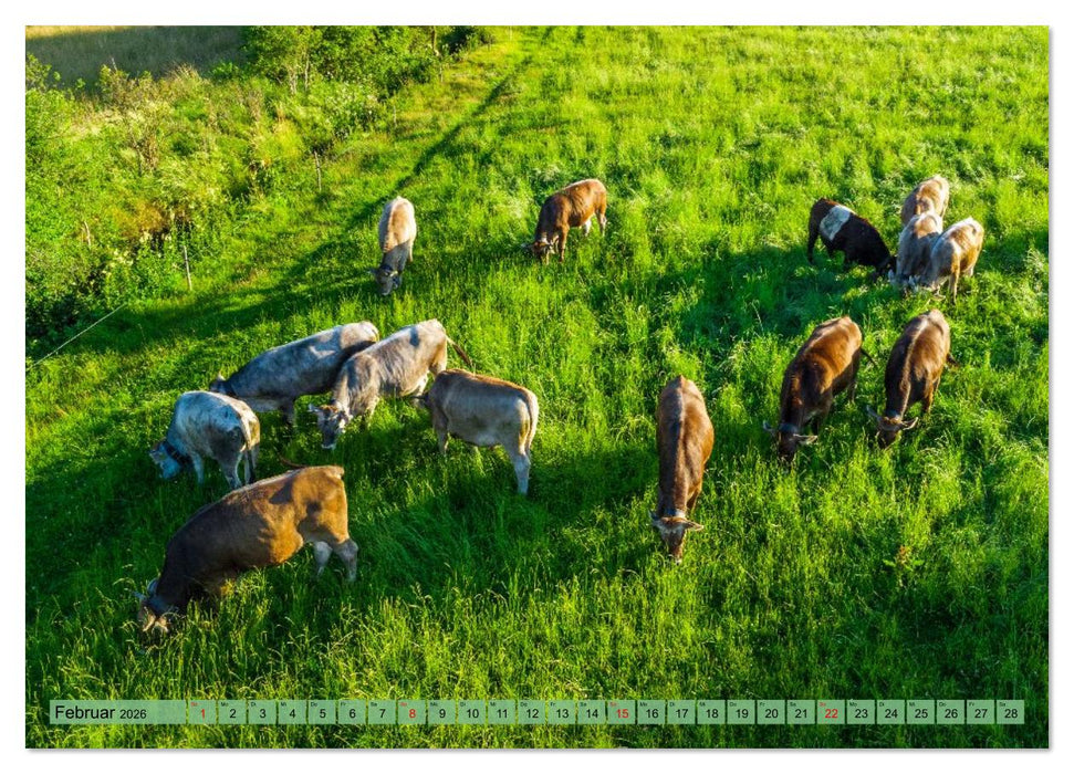Voll kuhl - der Kuhkalender mit Kühen aus dem Allgäu (CALVENDO Premium Wandkalender 2026)