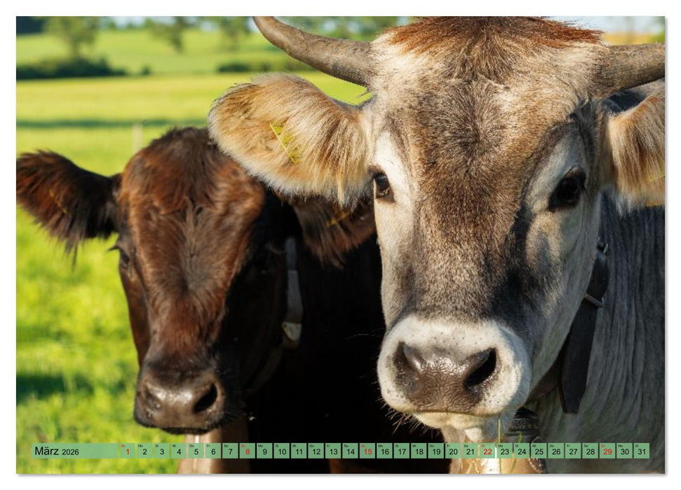 Voll kuhl - der Kuhkalender mit Kühen aus dem Allgäu (CALVENDO Premium Wandkalender 2026)