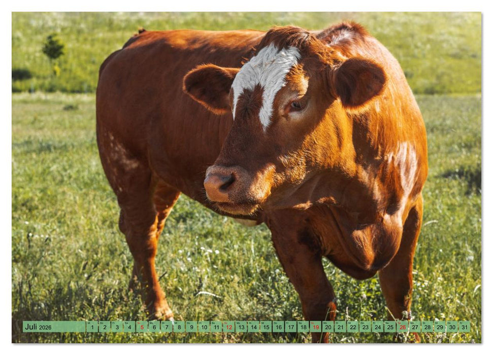 Voll kuhl - der Kuhkalender mit Kühen aus dem Allgäu (CALVENDO Premium Wandkalender 2026)
