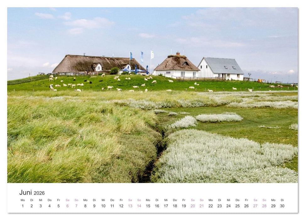 Hamburger Hallig - Der Weg ist das Ziel (CALVENDO Premium Wandkalender 2026)