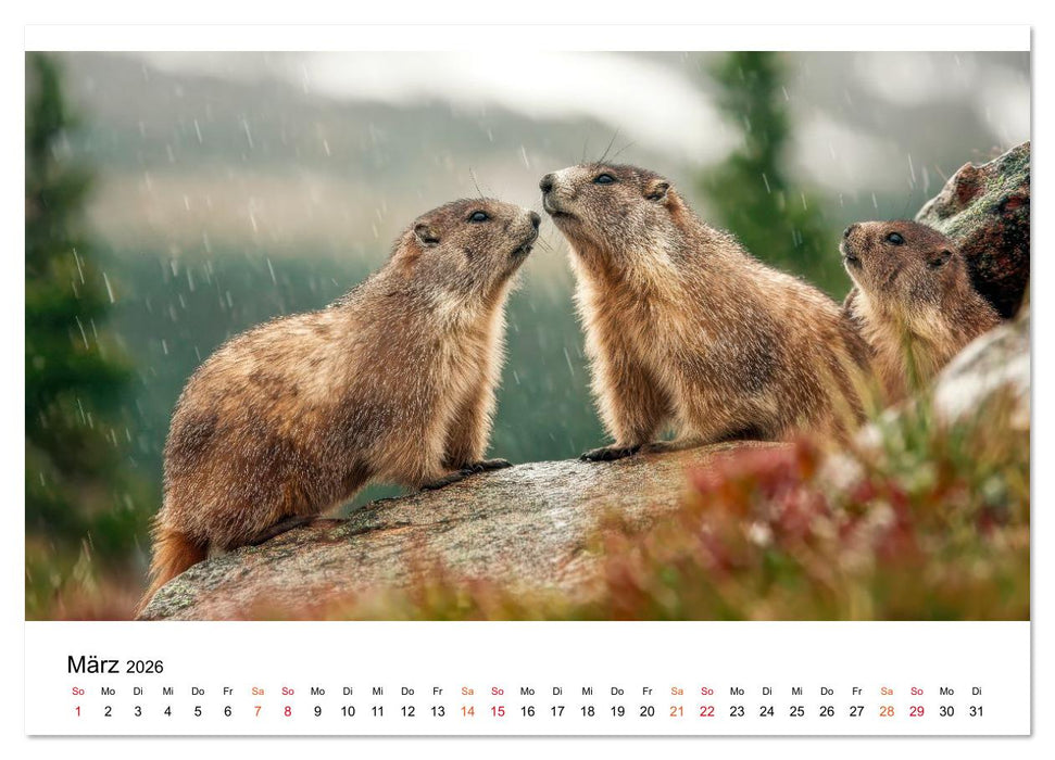 Hallo Murmeltier (CALVENDO Wandkalender 2026)