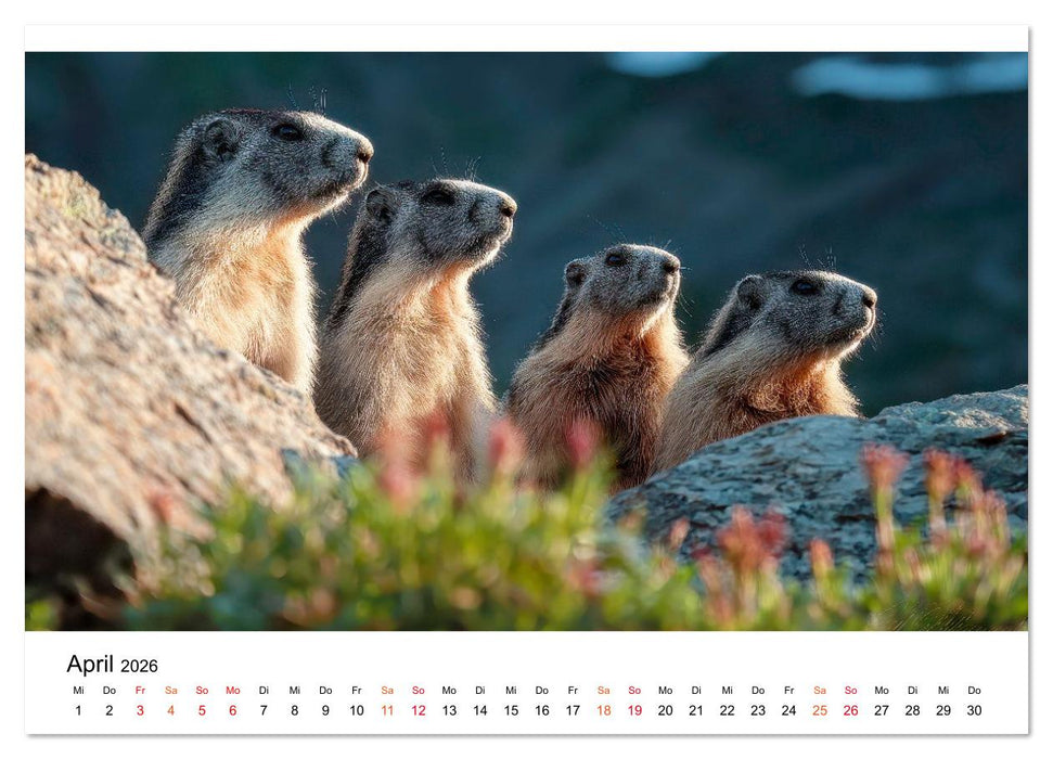 Hallo Murmeltier (CALVENDO Wandkalender 2026)