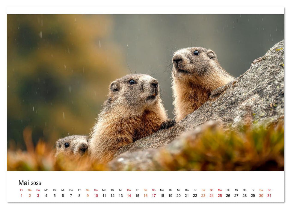 Hallo Murmeltier (CALVENDO Wandkalender 2026)