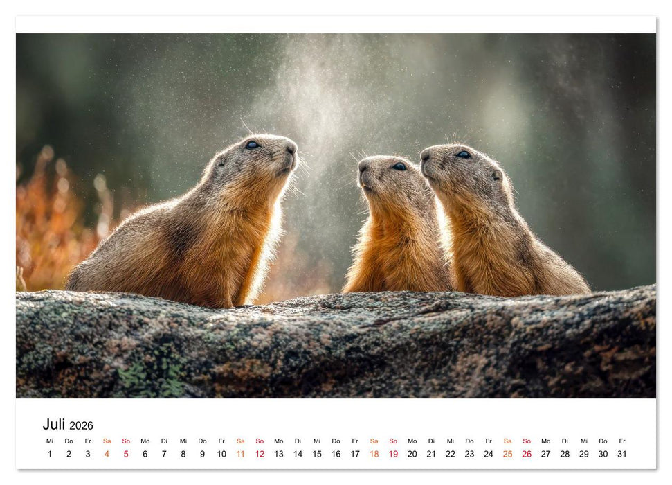 Hallo Murmeltier (CALVENDO Premium Wandkalender 2026)
