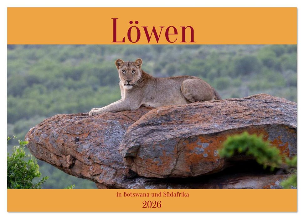 Löwen in Botswana und Südafrika (CALVENDO Wandkalender 2026)