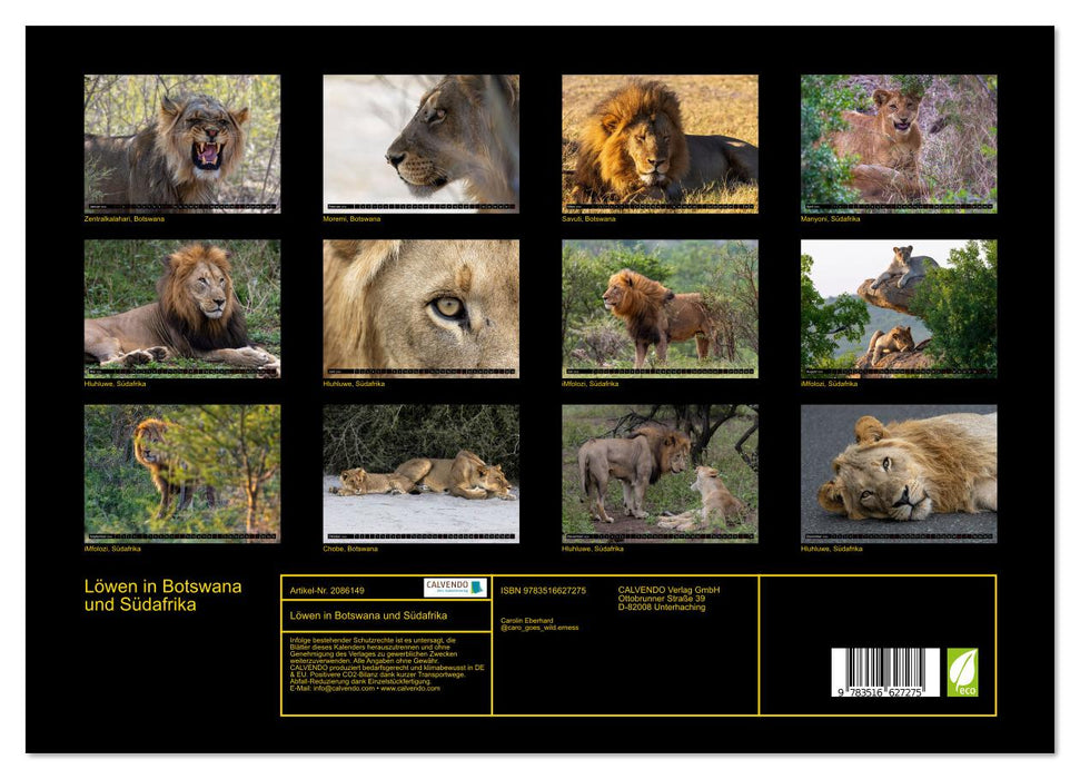 Löwen in Botswana und Südafrika (CALVENDO Wandkalender 2026)