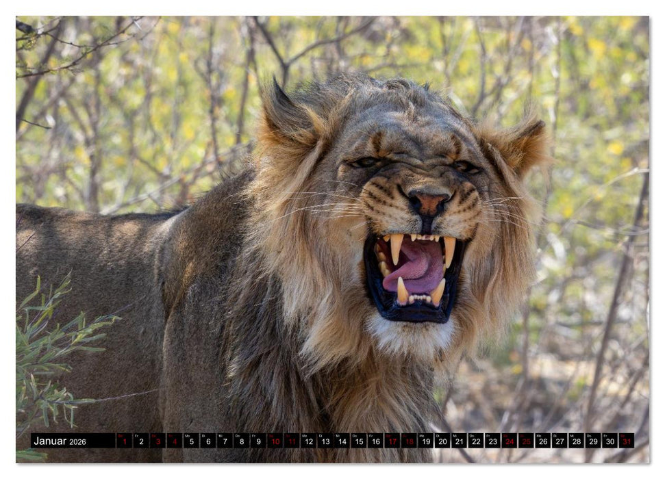 Löwen in Botswana und Südafrika (CALVENDO Wandkalender 2026)