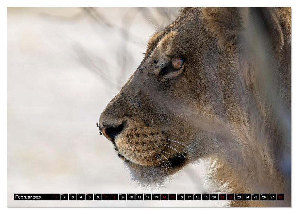 Löwen in Botswana und Südafrika (CALVENDO Wandkalender 2026)
