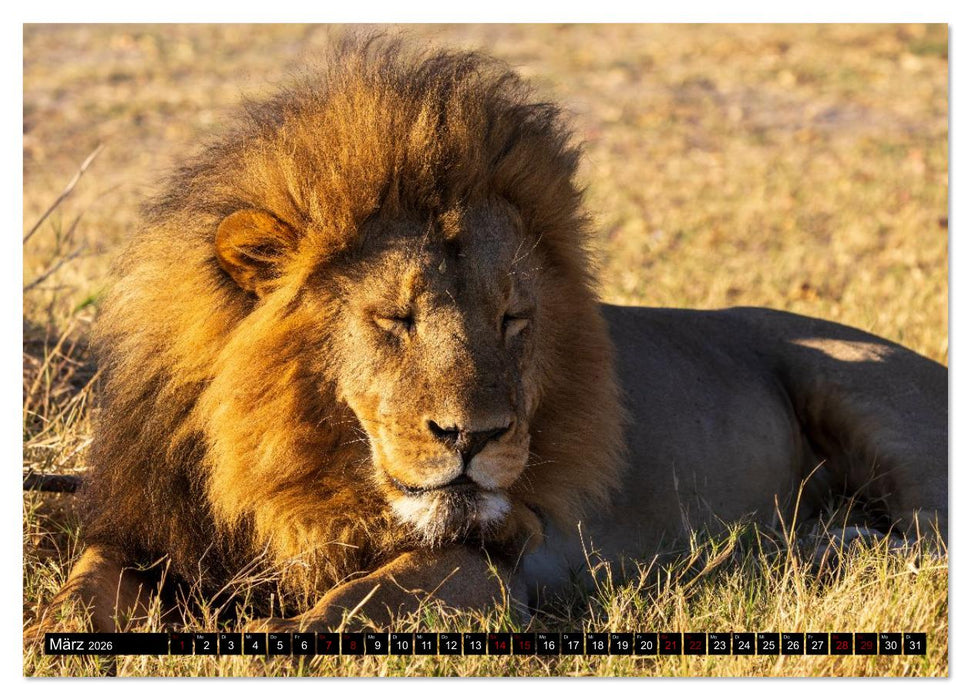 Löwen in Botswana und Südafrika (CALVENDO Wandkalender 2026)