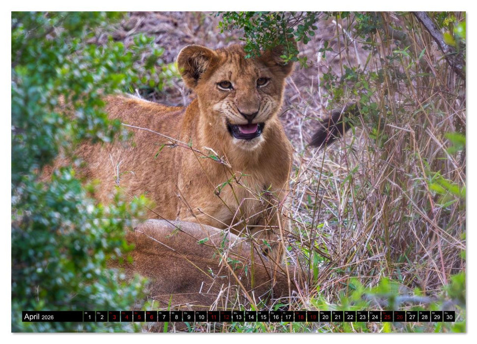 Löwen in Botswana und Südafrika (CALVENDO Wandkalender 2026)