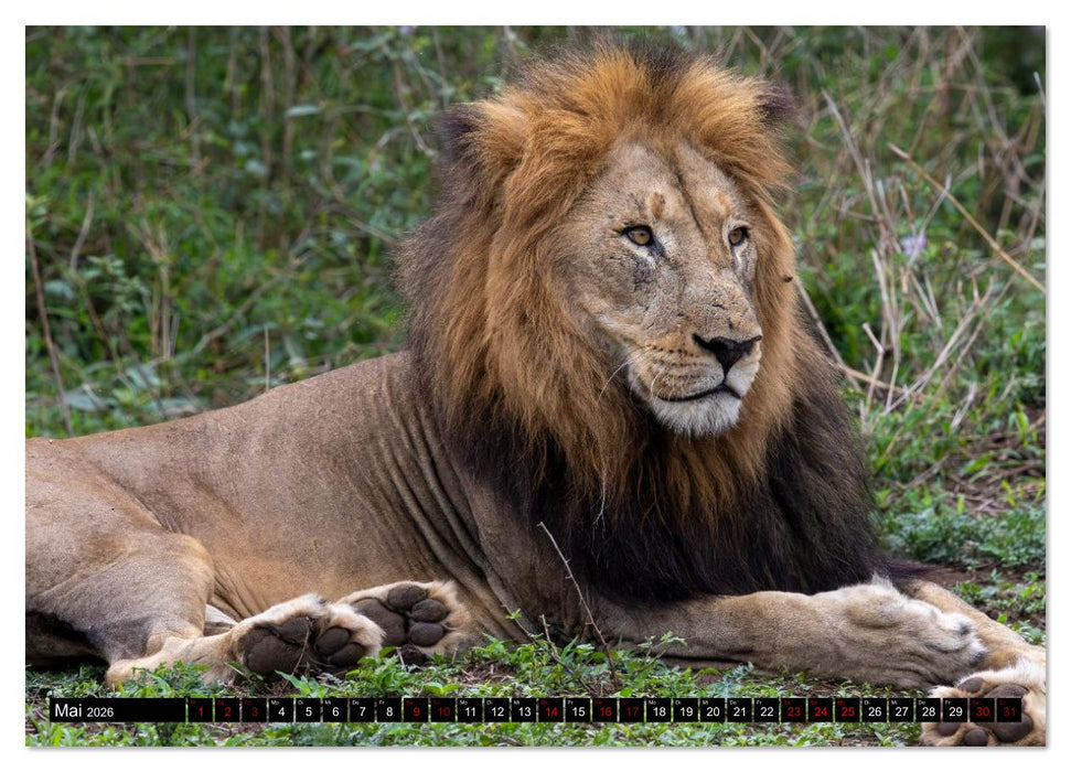 Löwen in Botswana und Südafrika (CALVENDO Wandkalender 2026)