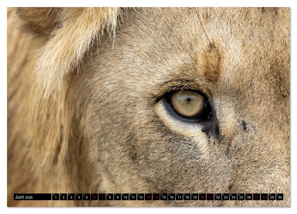 Löwen in Botswana und Südafrika (CALVENDO Wandkalender 2026)