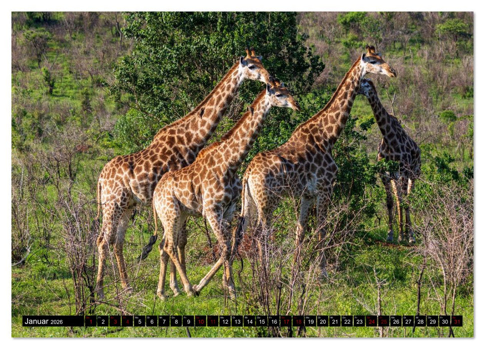 Komm mit auf Safari! Botswana und Südafrika (CALVENDO Wandkalender 2026)