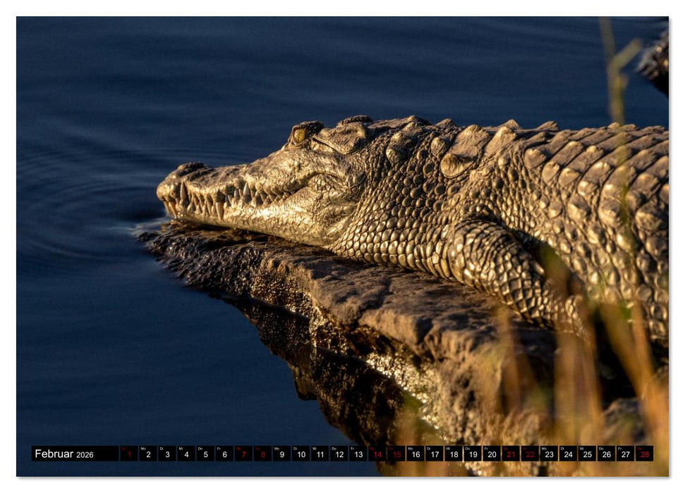 Komm mit auf Safari! Botswana und Südafrika (CALVENDO Wandkalender 2026)